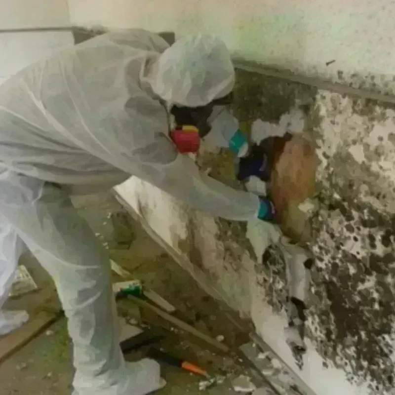 Mold Remediation and Removal in Choctaw Lake, OH